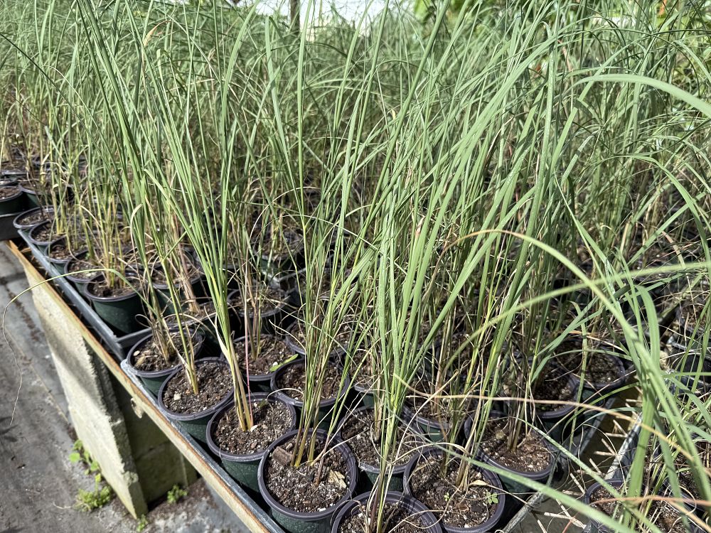 uniola-paniculata-sea-oats
