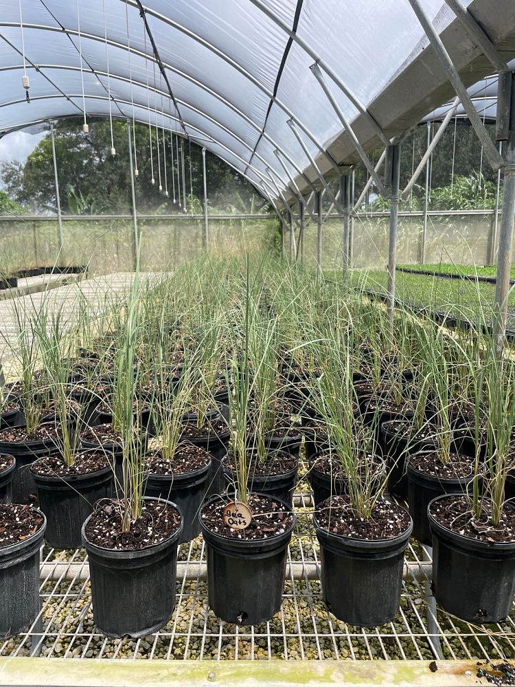 uniola-paniculata-sea-oats