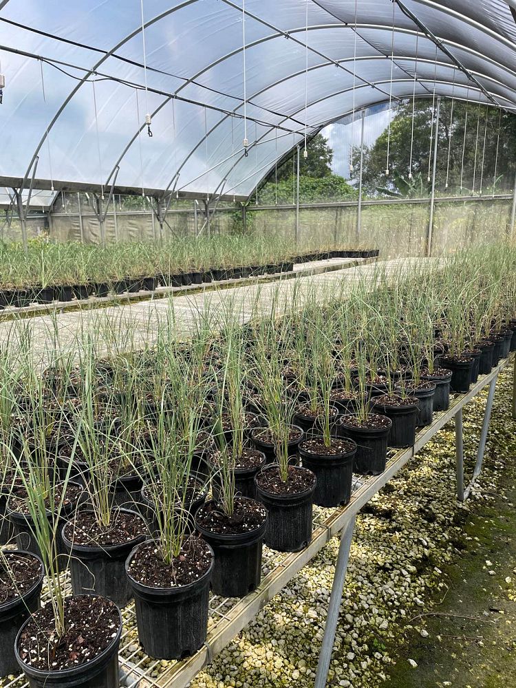 uniola-paniculata-sea-oats