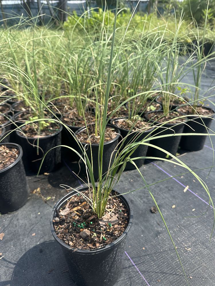 uniola-paniculata-sea-oats