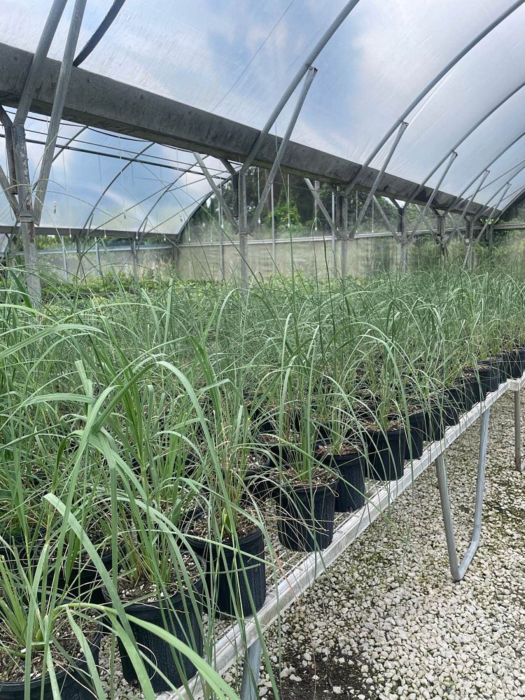 uniola-paniculata-sea-oats