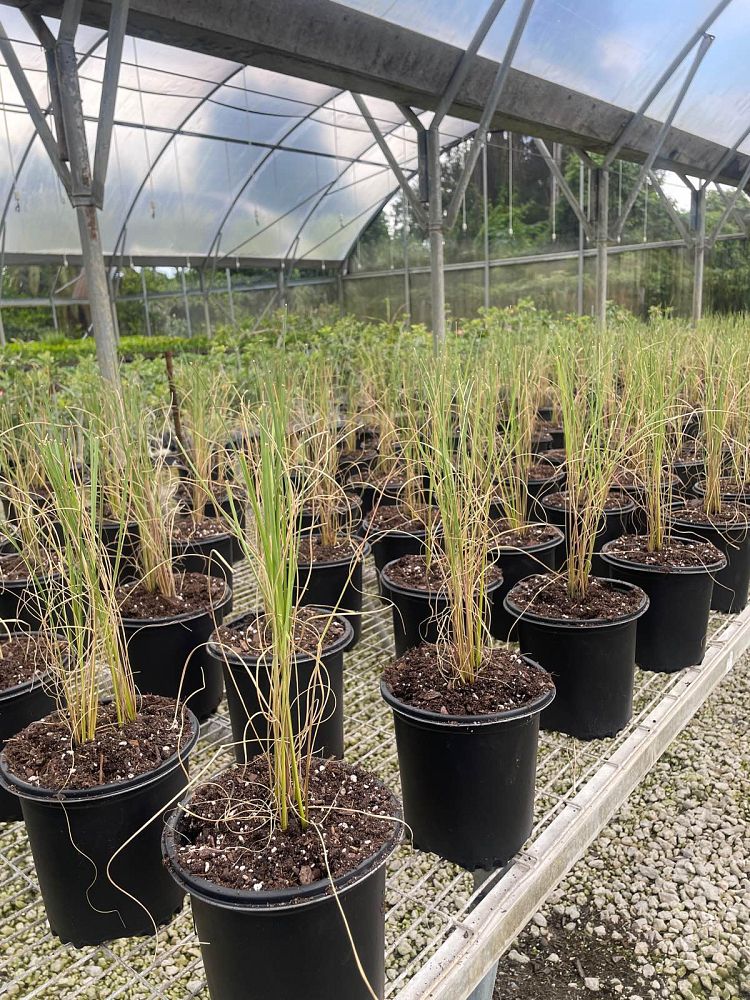 uniola-paniculata-sea-oats