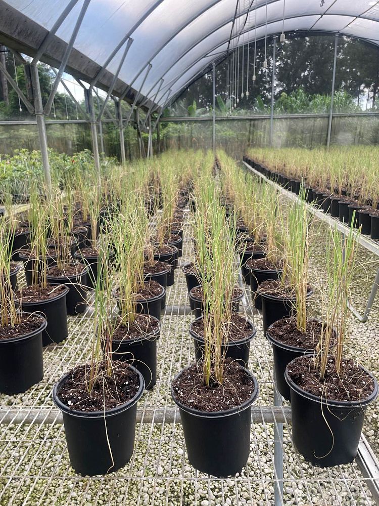 uniola-paniculata-sea-oats