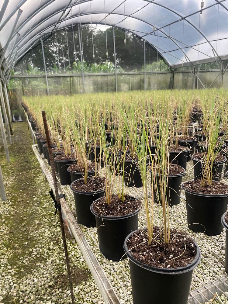 uniola-paniculata-sea-oats