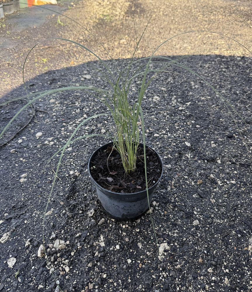uniola-paniculata-sea-oats