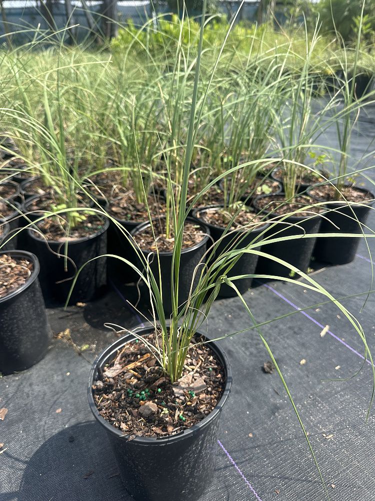 uniola-seaoats