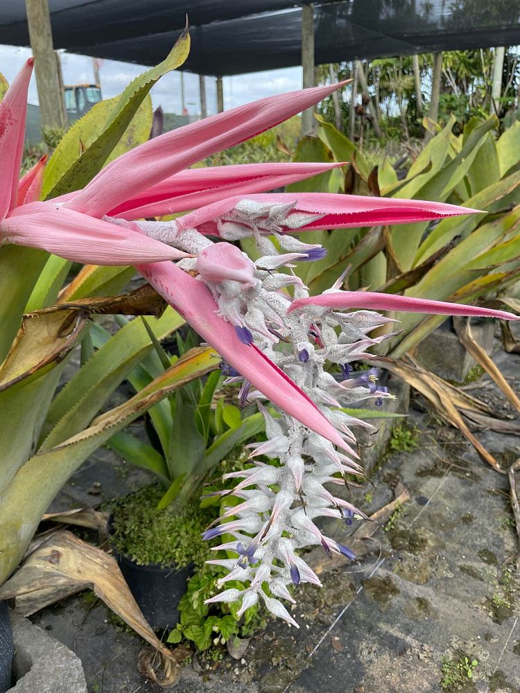 ursulaea-macvaughii-bromeliad