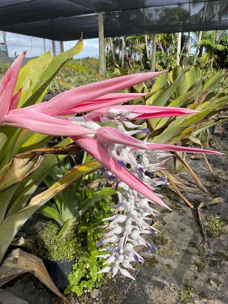 ursulaea-macvaughii-bromeliad