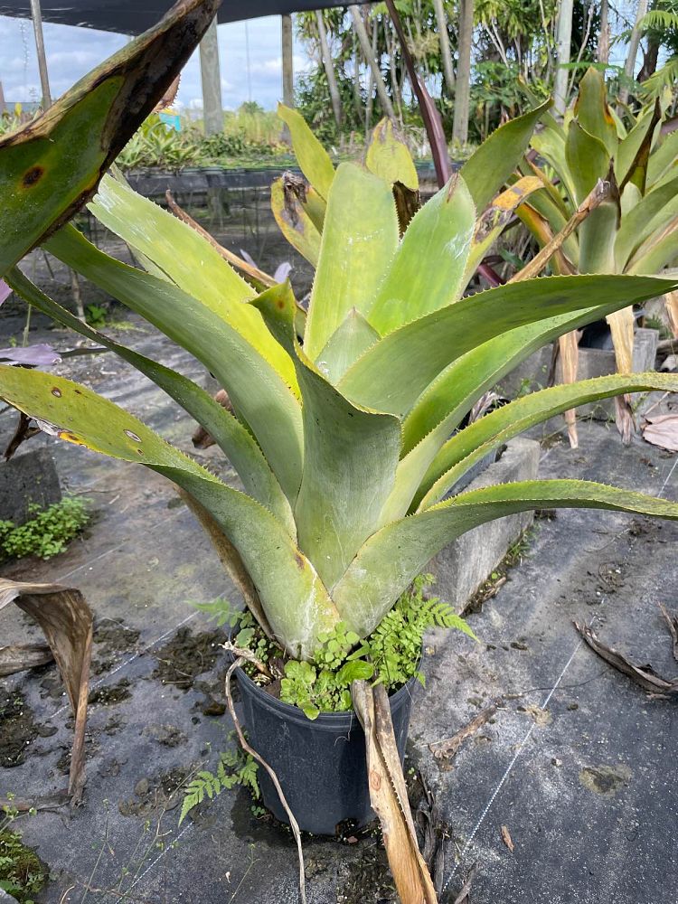 ursulaea-macvaughii-bromeliad