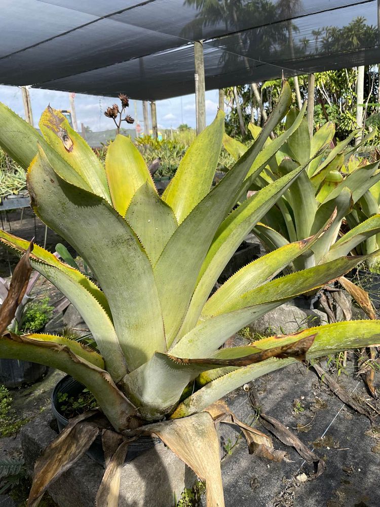 ursulaea-macvaughii-bromeliad