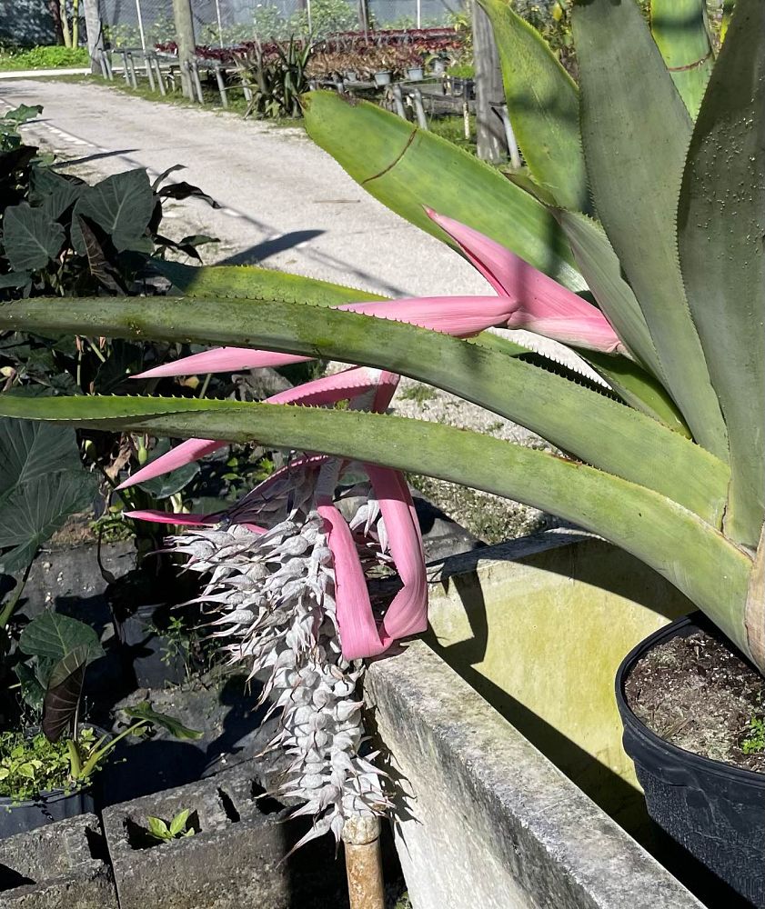 ursulaea-macvaughii-bromeliad