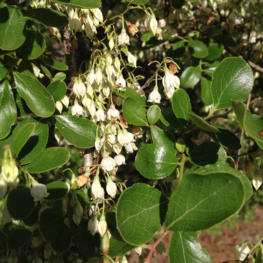 vaccinium-arboreum-sparkleberry