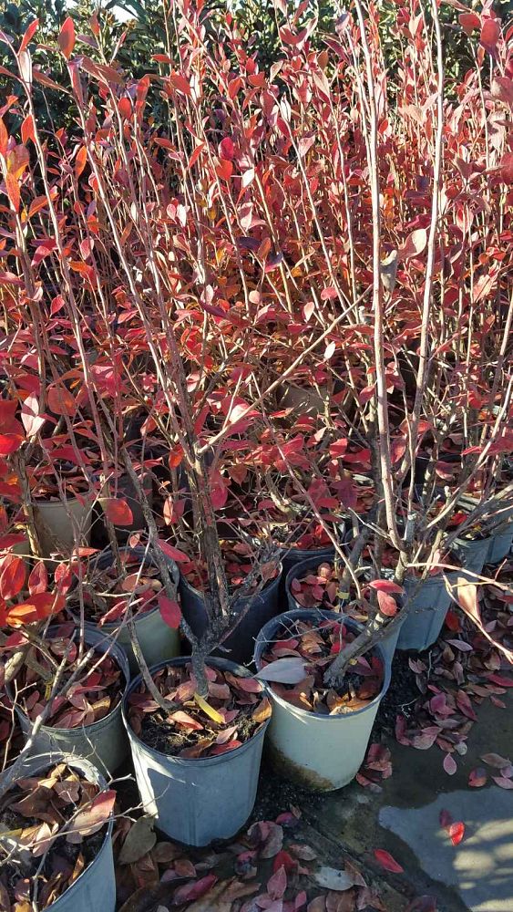 vaccinium-ashei-bonita-rabbiteye-blueberry