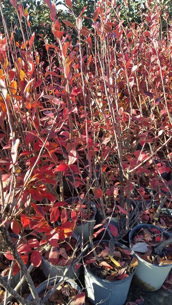 vaccinium-ashei-bonita-rabbiteye-blueberry