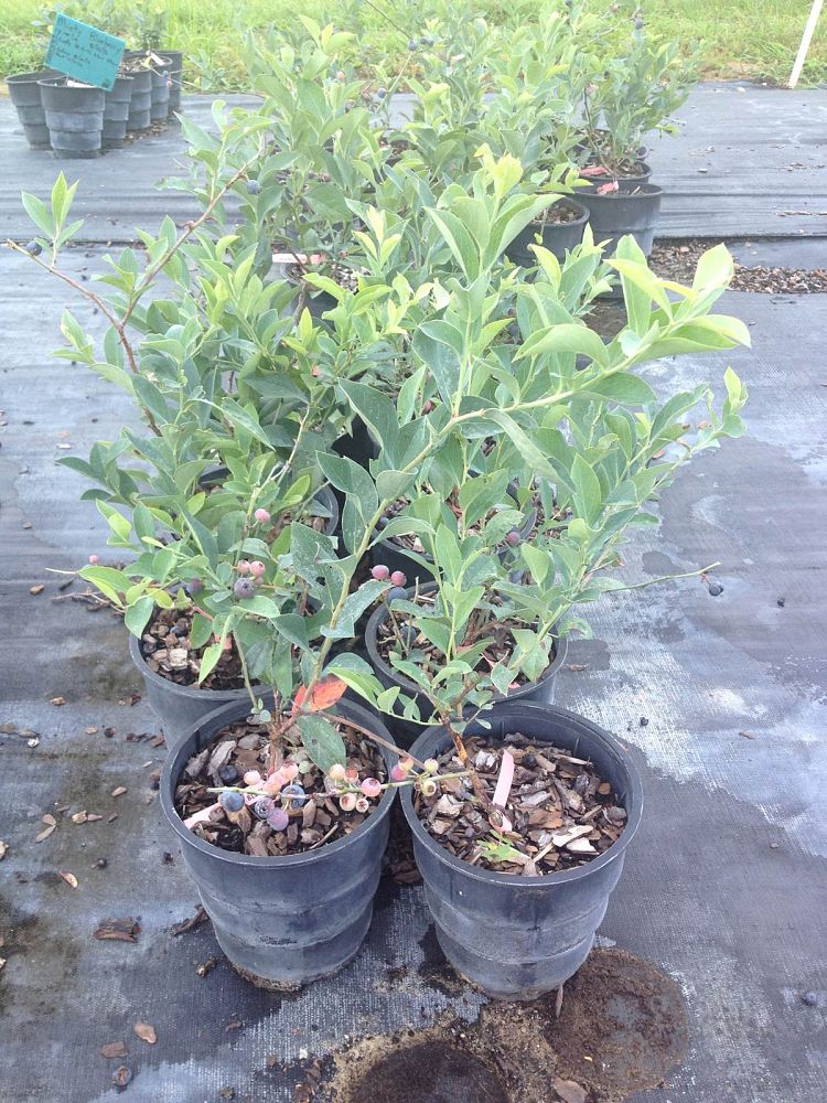 vaccinium-ashei-brightwell-rabbiteye-blueberry
