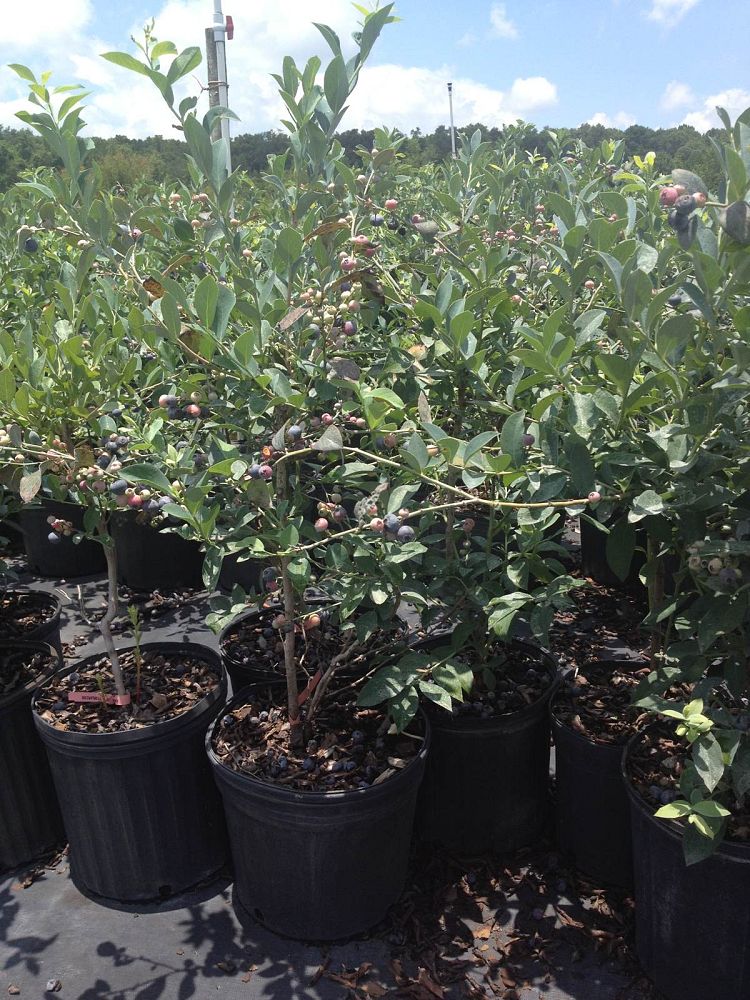 vaccinium-ashei-brightwell-rabbiteye-blueberry