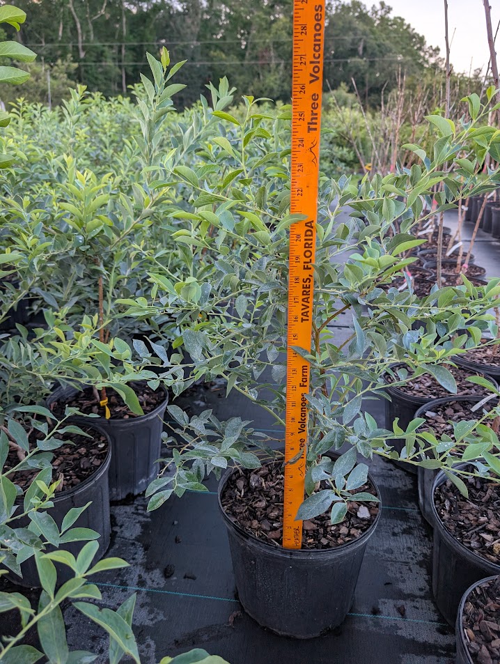vaccinium-ashei-climax-rabbiteye-blueberry
