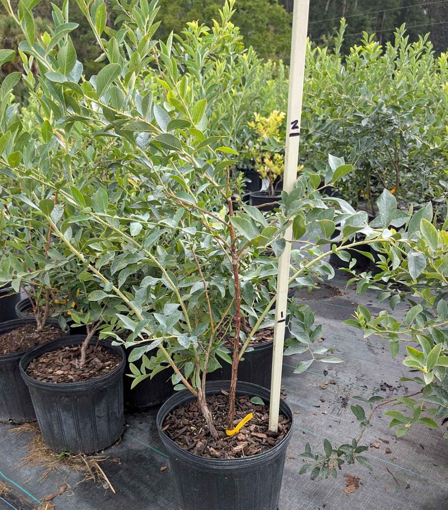 vaccinium-ashei-climax-rabbiteye-blueberry