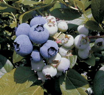 vaccinium-blue-crop-northern-highbush-blueberry