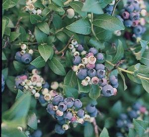 vaccinium-blue-jay-northern-highbush-blueberry