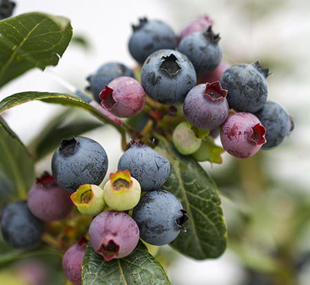 vaccinium-bushel-and-berry-perpetua-blueberry-orus-61-1