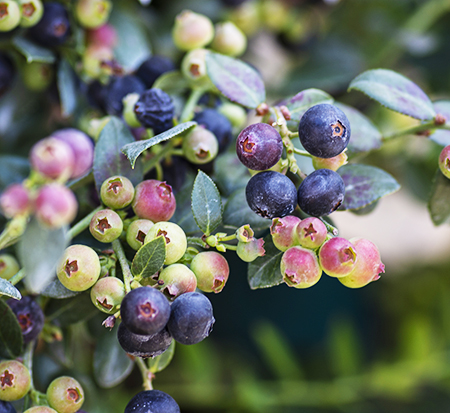vaccinium-corablue-bushel-and-berry-reg-blueberry-buckle-trade-blueberry