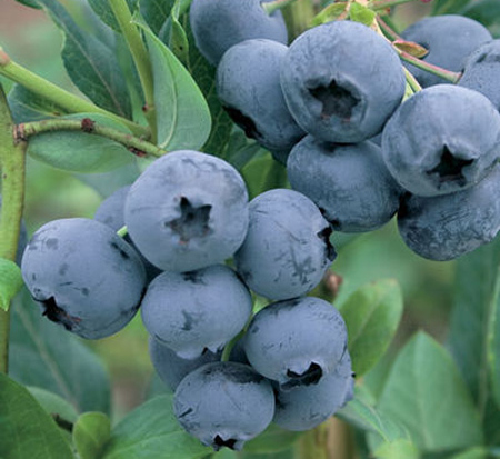 vaccinium-corymbosum-duke-highbush-blueberry