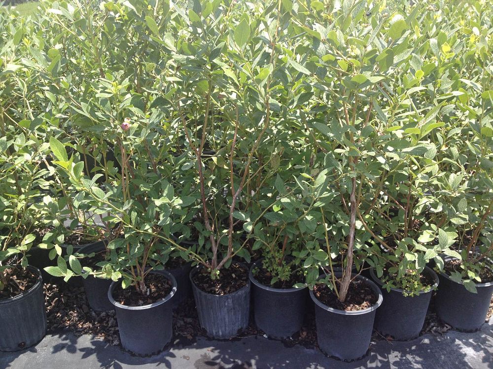vaccinium-corymbosum-emerald-highbush-blueberry