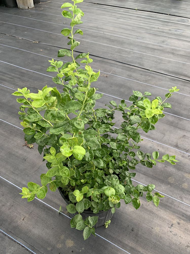 vaccinium-corymbosum-emerald-highbush-blueberry