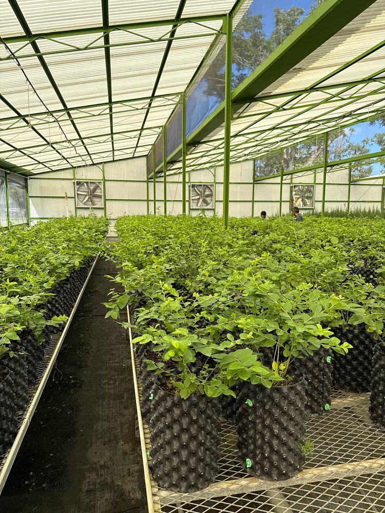 vaccinium-corymbosum-emerald-highbush-blueberry