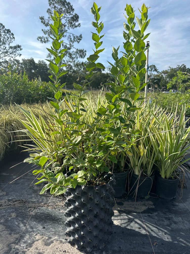vaccinium-corymbosum-emerald-highbush-blueberry