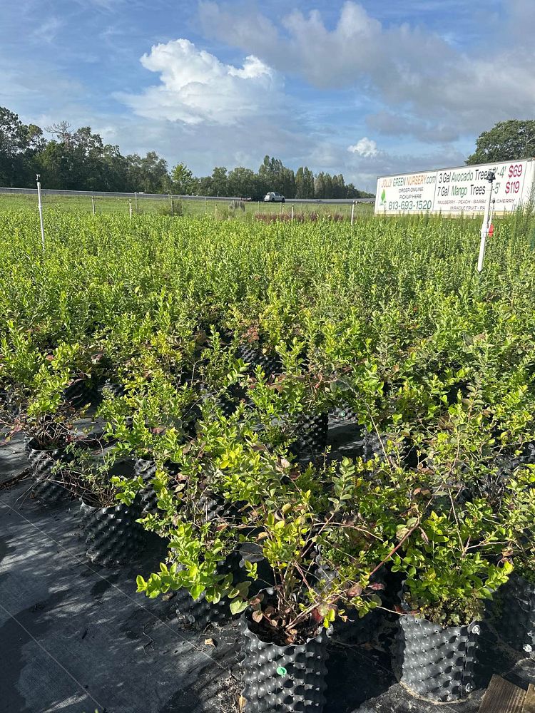 vaccinium-corymbosum-emerald-highbush-blueberry