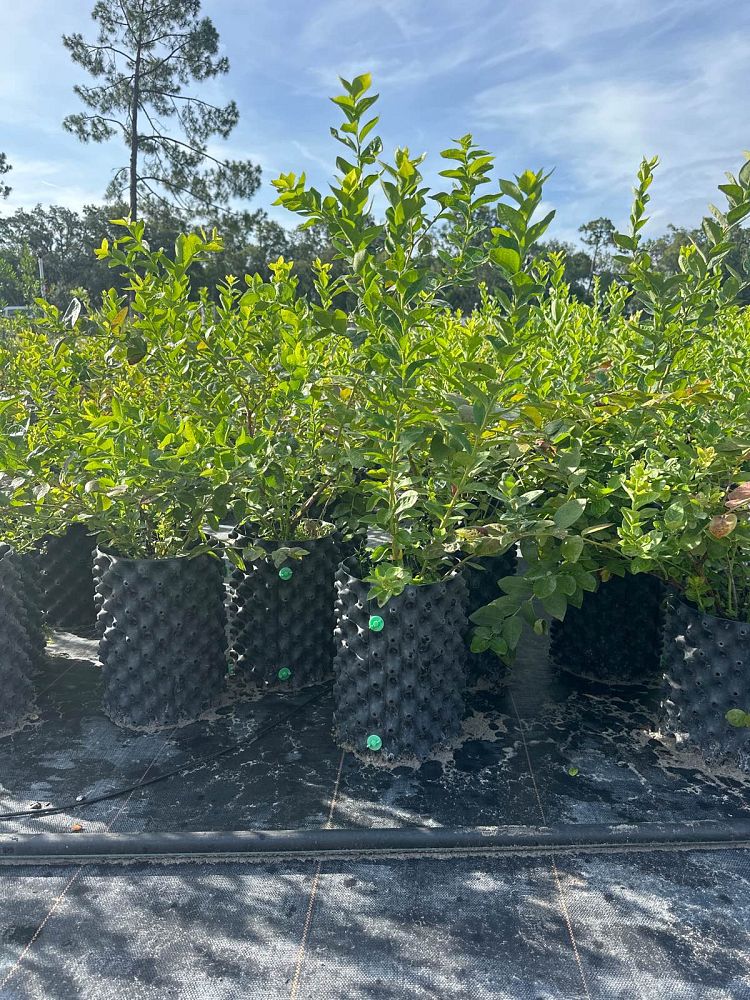 vaccinium-corymbosum-emerald-highbush-blueberry