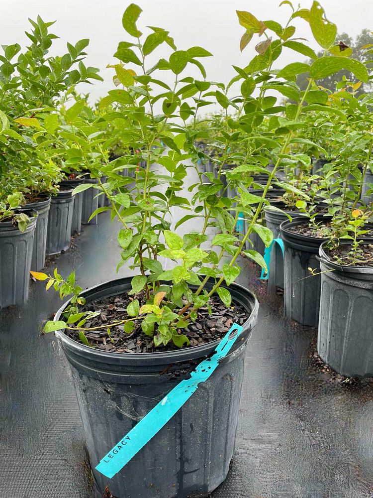 vaccinium-corymbosum-highbush-blueberry