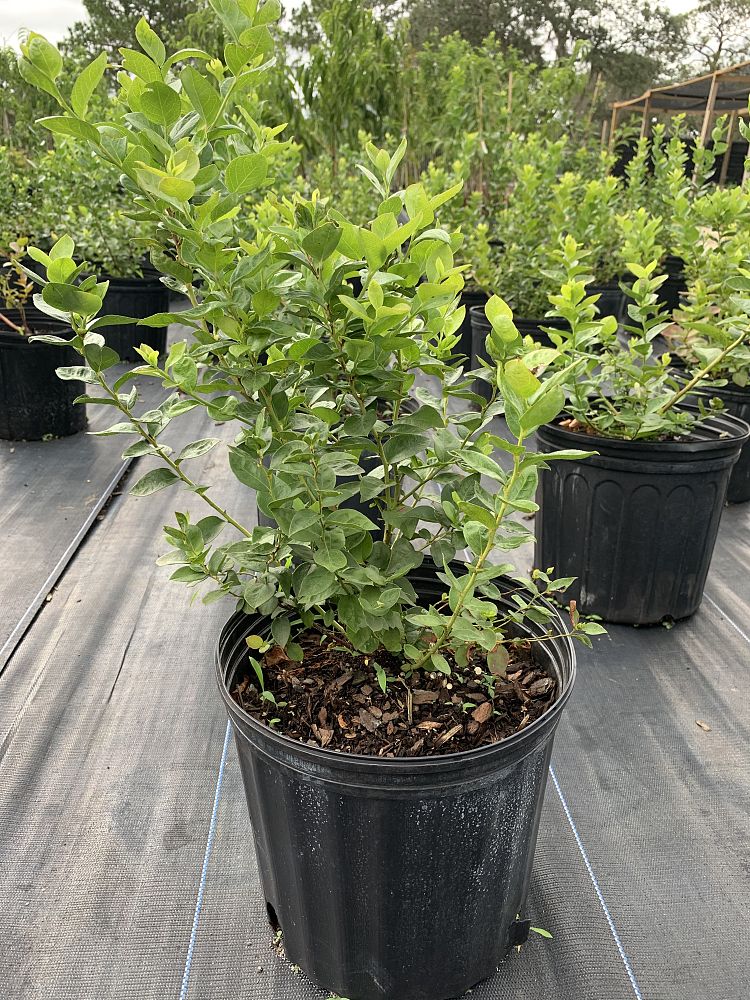 vaccinium-corymbosum-jewel-highbush-blueberry