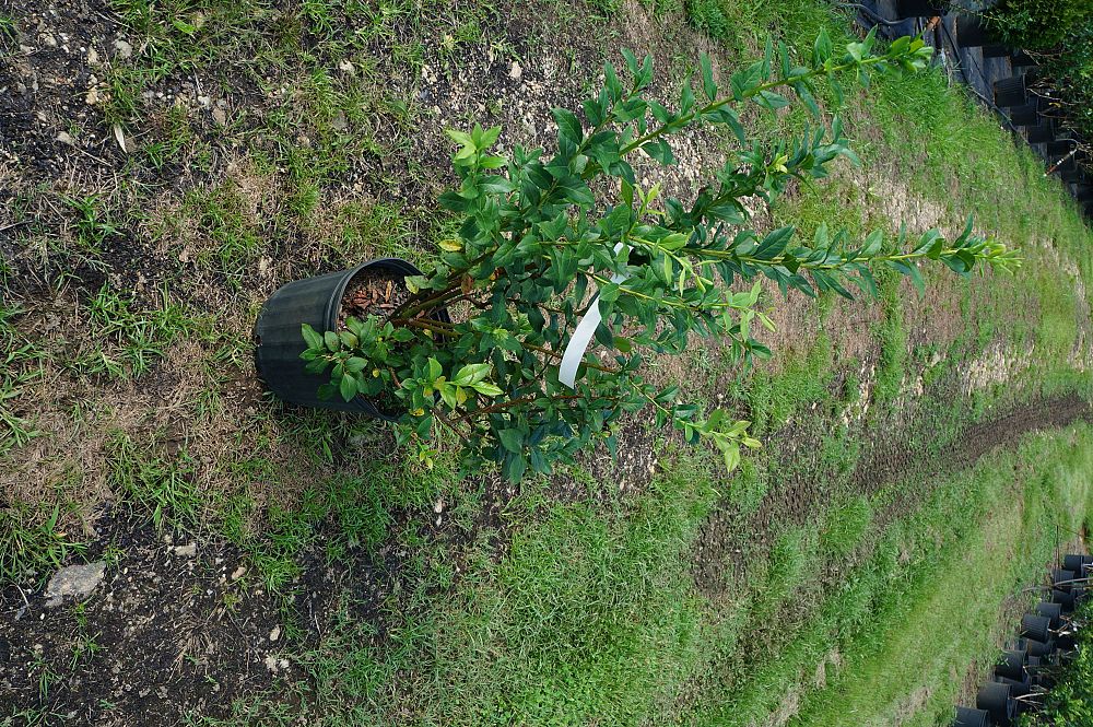 vaccinium-corymbosum-nelson-highbush-blueberry