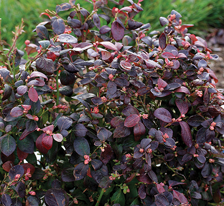 vaccinium-corymbosum-peach-sorbet-highbush-blueberry