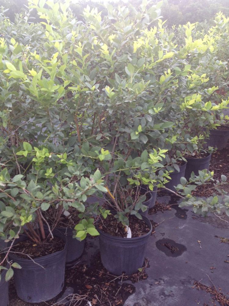 vaccinium-corymbosum-springwide-highbush-blueberry