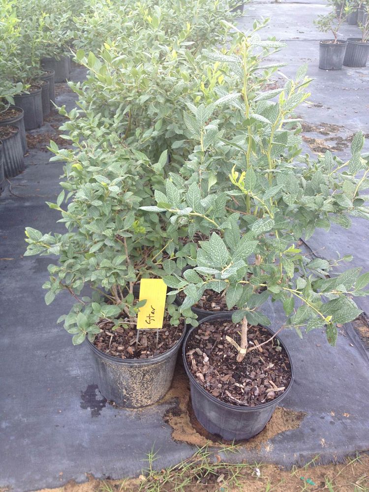 vaccinium-corymbosum-star-highbush-blueberry