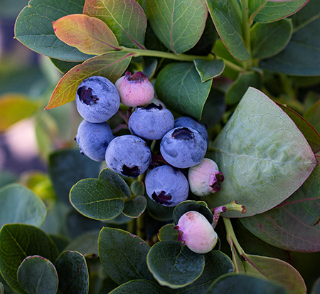 vaccinium-corymbosum-zf06-089-bushel-and-berry-reg-silver-dollar-reg-blueberry