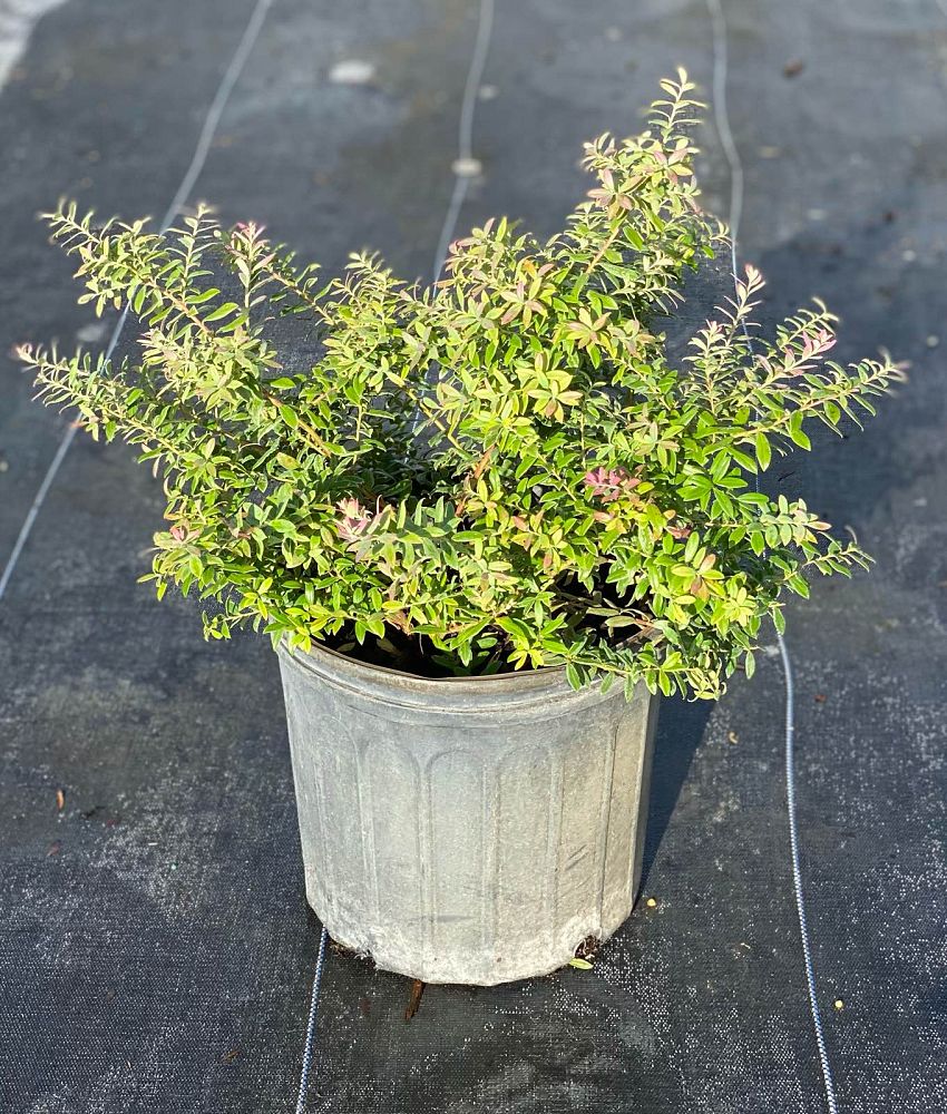 vaccinium-darrowii-native-blue-scrub-blueberry-darrow-s-blueberry