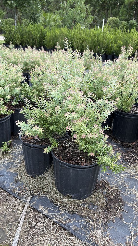 vaccinium-darrowii-native-blue-scrub-blueberry-darrow-s-blueberry