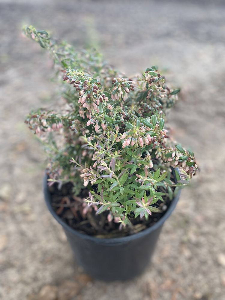 vaccinium-darrowii-rosa-s-blush-blueberry