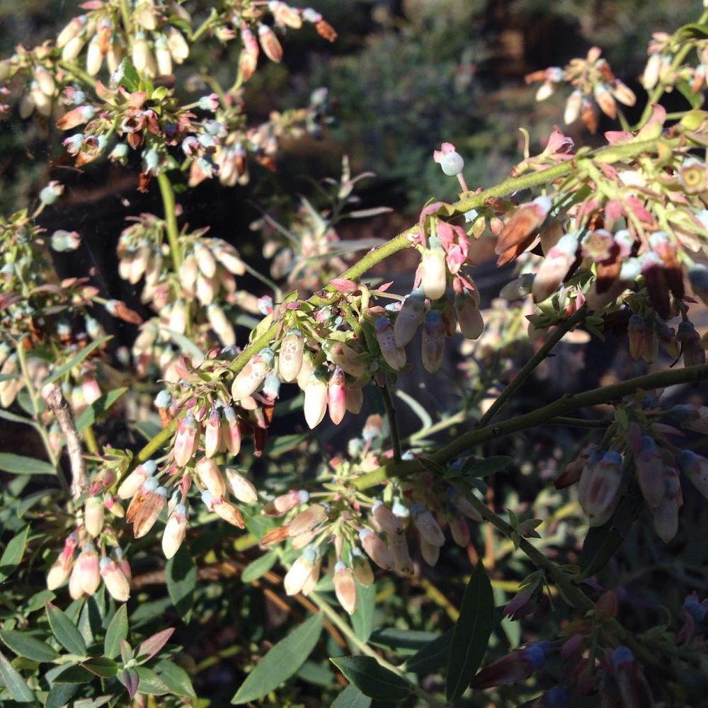 vaccinium-darrowii-wild-blueberry