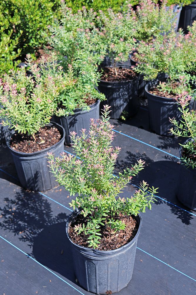 vaccinium-darrowii-wild-blueberry