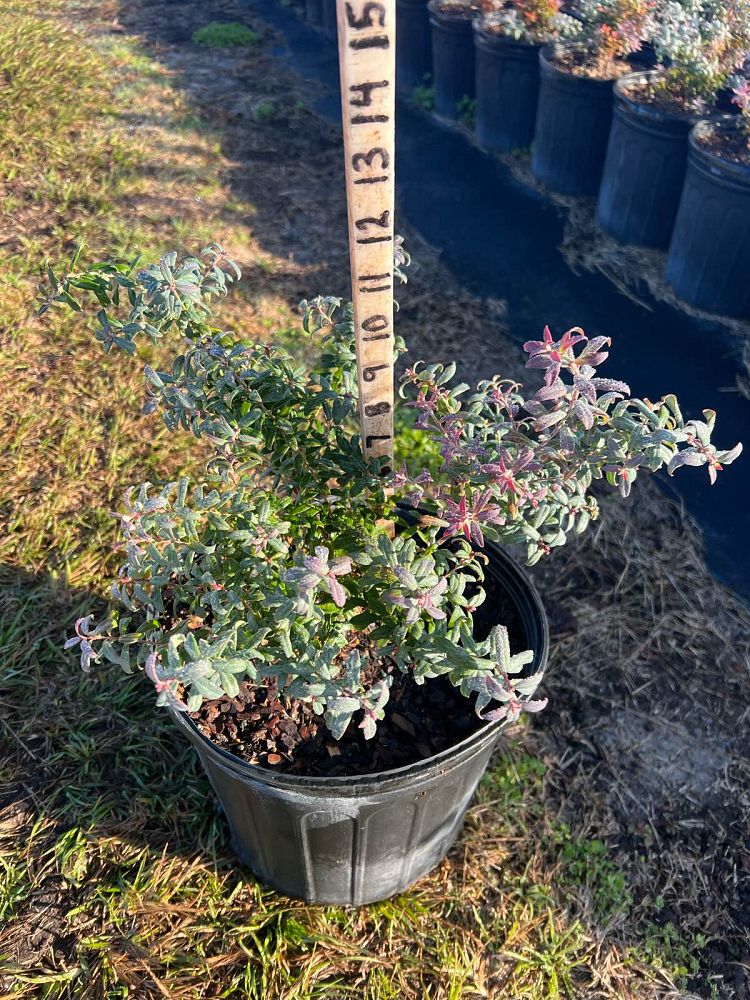 vaccinium-darrowii-wild-blueberry