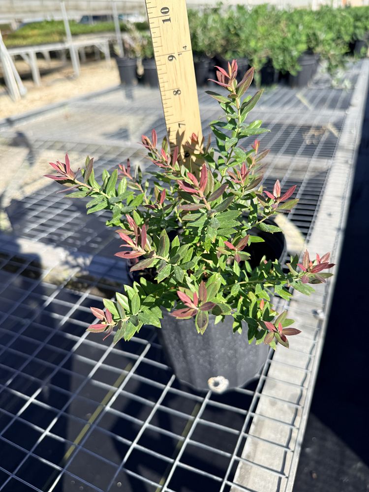 vaccinium-darrowii-wild-blueberry