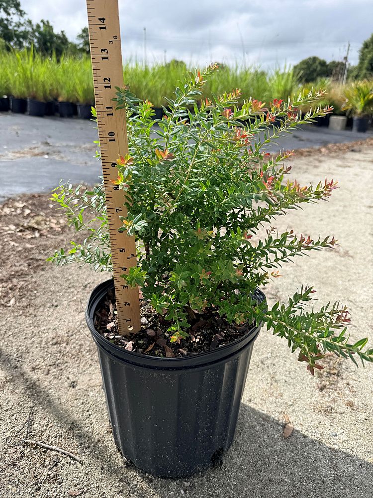 vaccinium-darrowii-wild-blueberry