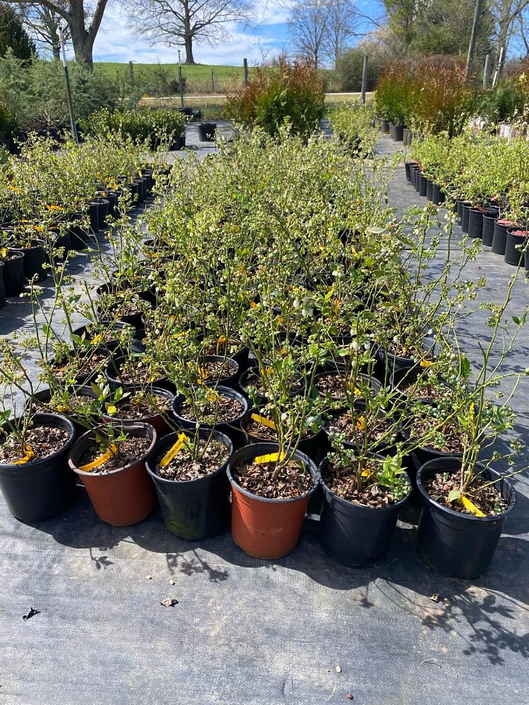 vaccinium-farthing-southern-highbush-blueberry
