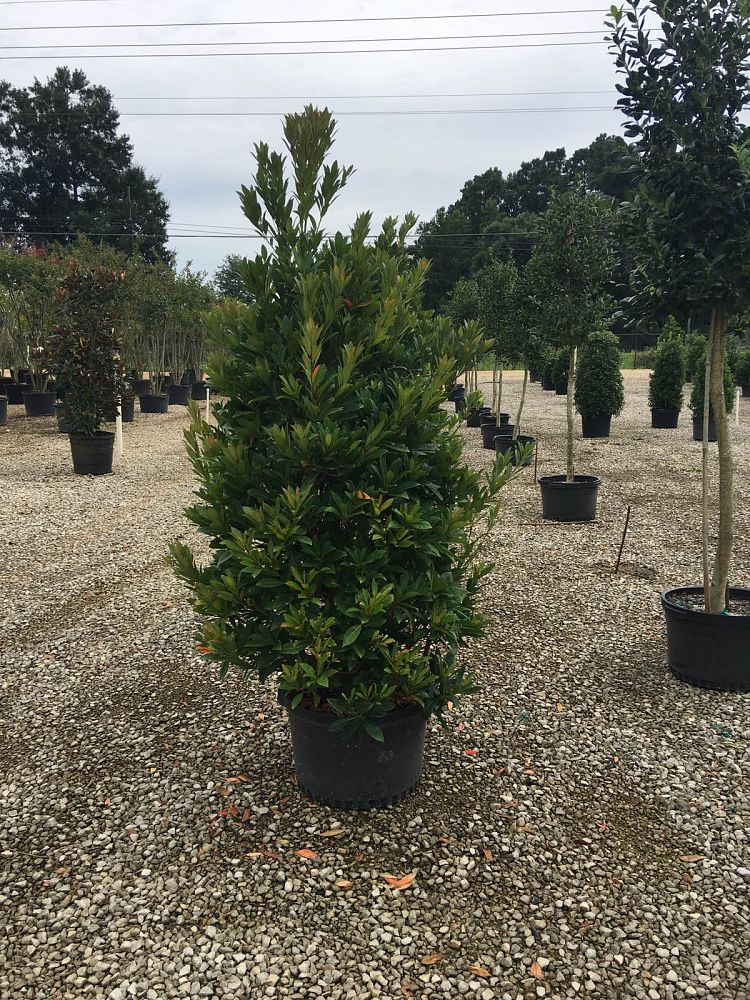 vaccinium-japonicum-blueberry